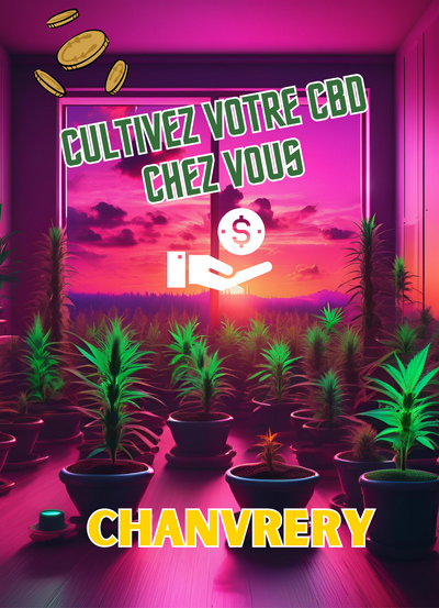 Cultivez votre cbd chez vous : étapes et législation