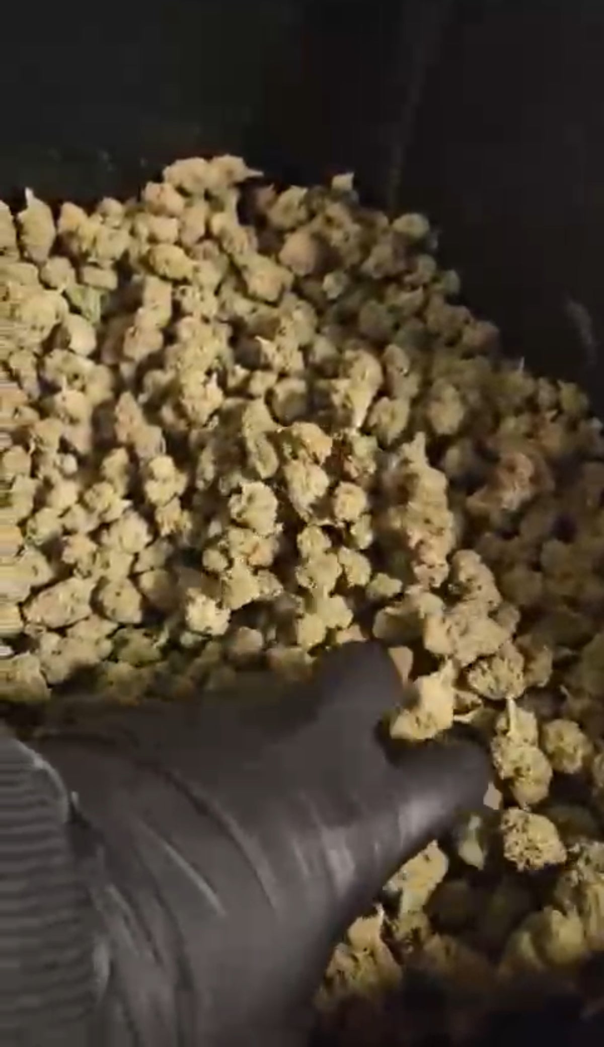 🌳 MR. BIG BUD – PROMO (20€ / 10g)