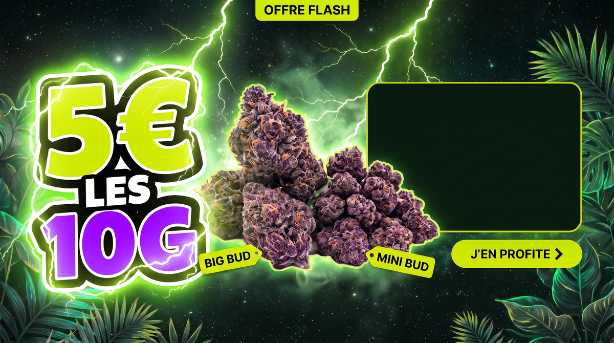 Offre flash Caramel Candy : Mini Bud et Big Bud en fleurs CBD, jusqu'au 31 octobre