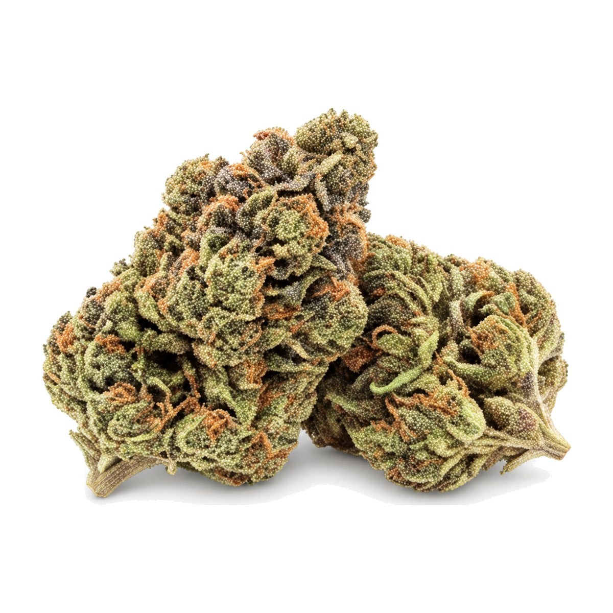 Fleur CBD Caramel Candy Big Bud sur fond blanc