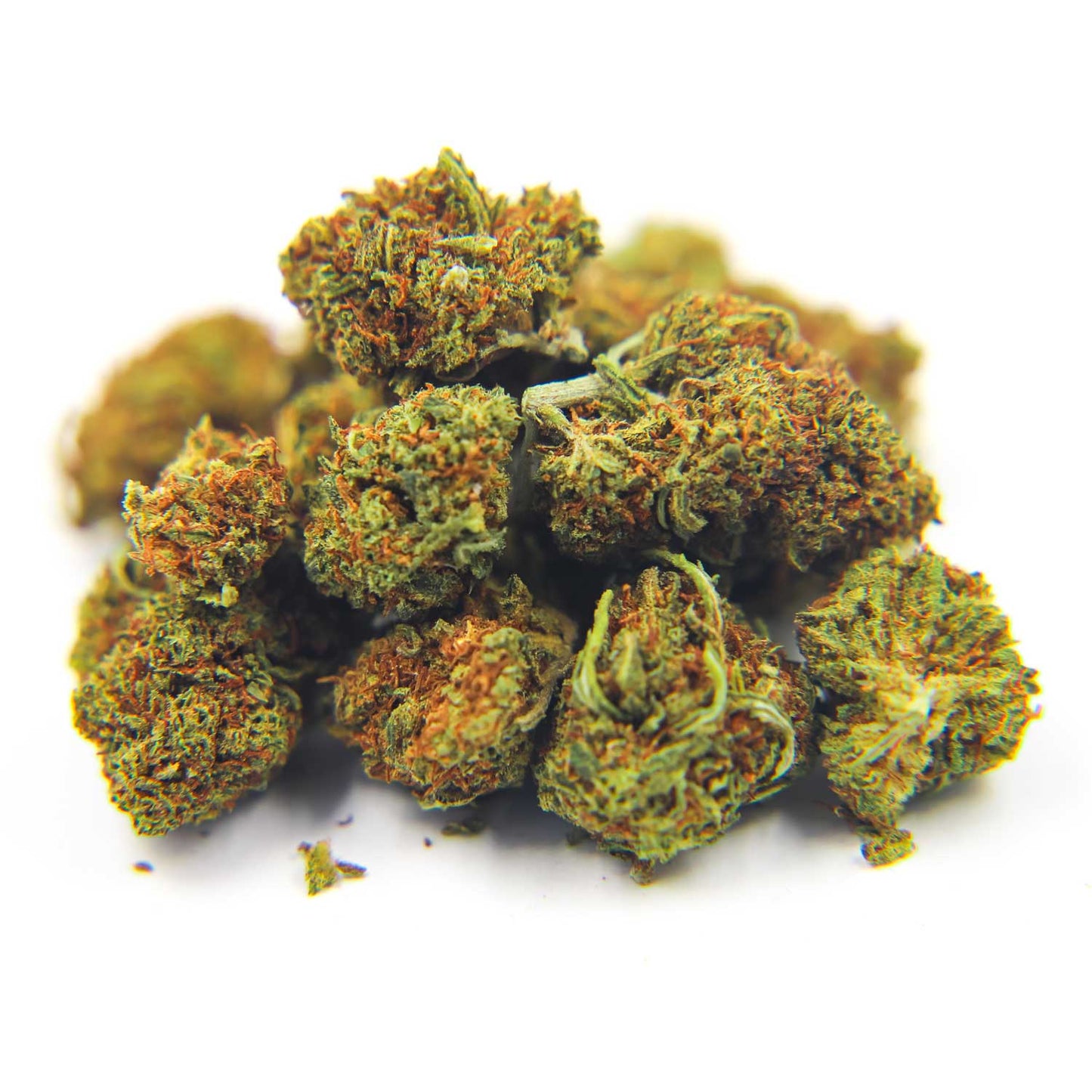 LITTLE BUD