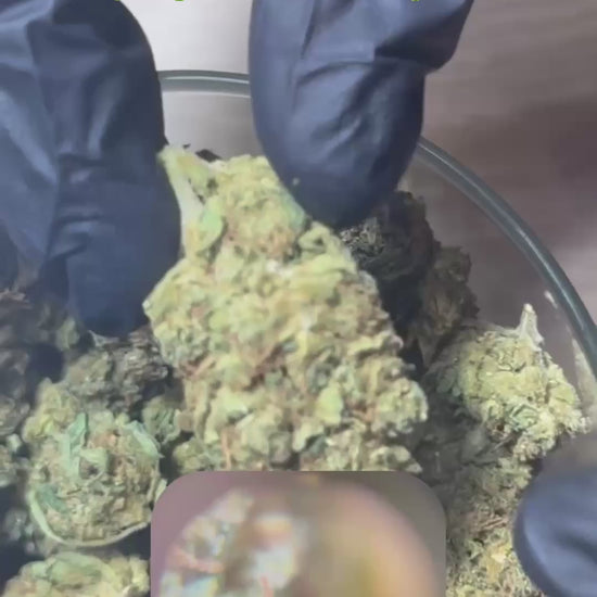 Vidéo de présentation de la fleur CBD Scream