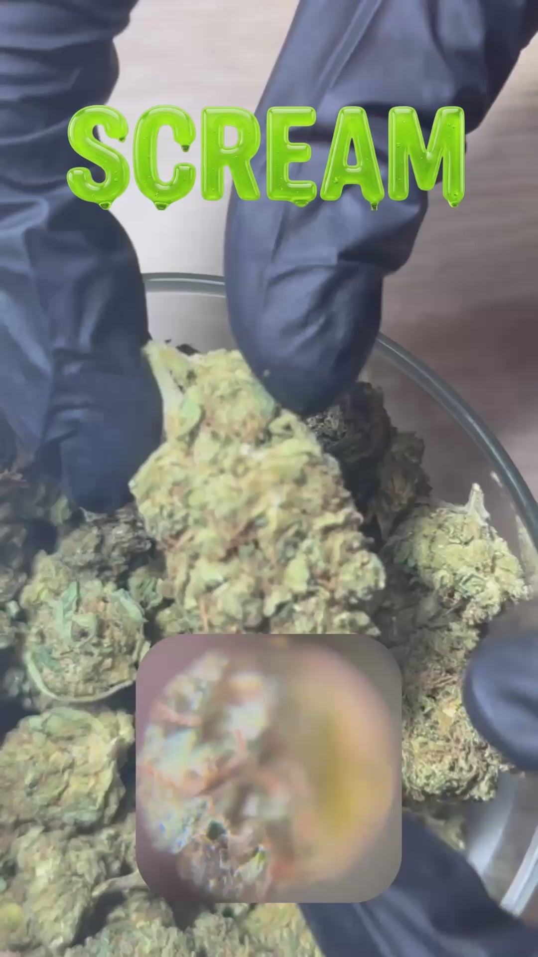 Vidéo de présentation de la fleur CBD Scream