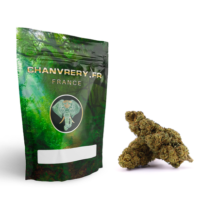 🌳 MR. BIG BUD – PROMO (20€ / 10g)